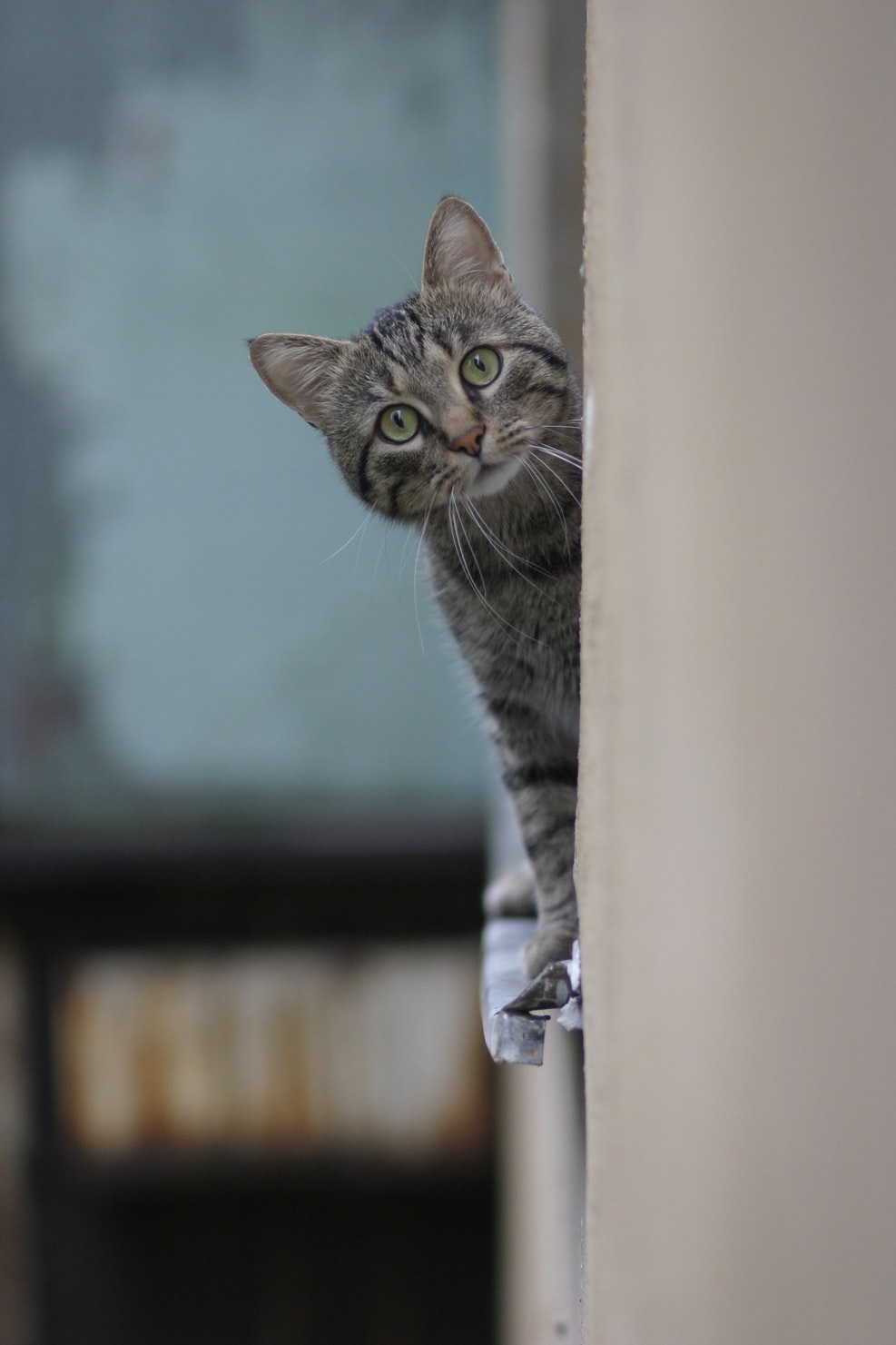 Cat is looking
