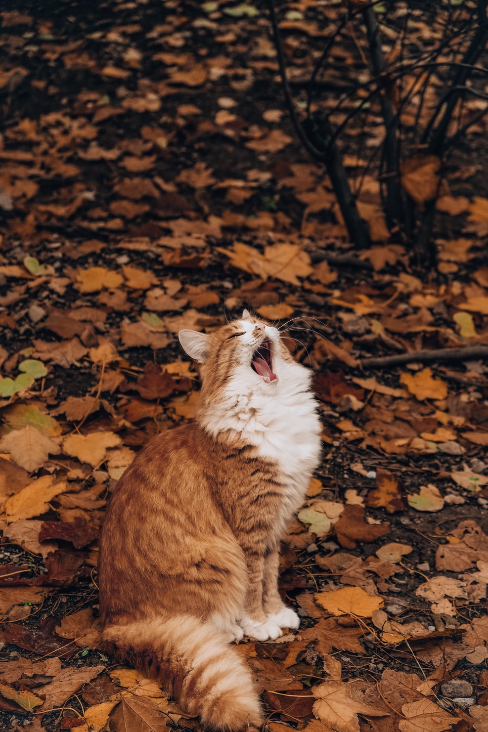 cat roaring